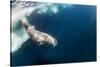 Underwater Walrus, Hudson Bay, Nunavut, Canada-Paul Souders-Stretched Canvas