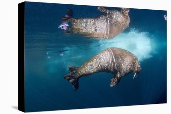 Underwater Walrus, Hudson Bay, Nunavut, Canada-Paul Souders-Stretched Canvas