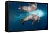 Underwater Walrus, Hudson Bay, Nunavut, Canada-Paul Souders-Framed Stretched Canvas