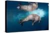 Underwater Walrus, Hudson Bay, Nunavut, Canada-Paul Souders-Stretched Canvas