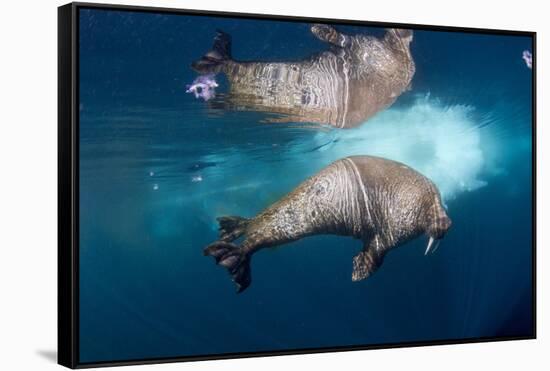 Underwater Walrus, Hudson Bay, Nunavut, Canada-Paul Souders-Framed Stretched Canvas