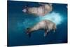 Underwater Walrus, Hudson Bay, Nunavut, Canada-Paul Souders-Stretched Canvas