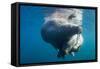 Underwater Walrus, Hudson Bay, Nunavut, Canada-Paul Souders-Framed Stretched Canvas