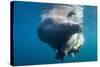 Underwater Walrus, Hudson Bay, Nunavut, Canada-Paul Souders-Stretched Canvas