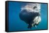 Underwater Walrus, Hudson Bay, Nunavut, Canada-Paul Souders-Framed Stretched Canvas