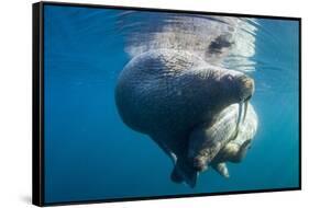 Underwater Walrus, Hudson Bay, Nunavut, Canada-Paul Souders-Framed Stretched Canvas