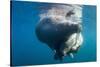 Underwater Walrus, Hudson Bay, Nunavut, Canada-Paul Souders-Stretched Canvas