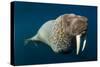 Underwater Walrus, Hudson Bay, Nunavut, Canada-Paul Souders-Stretched Canvas