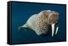 Underwater Walrus, Hudson Bay, Nunavut, Canada-Paul Souders-Framed Stretched Canvas