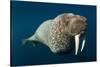 Underwater Walrus, Hudson Bay, Nunavut, Canada-Paul Souders-Stretched Canvas