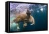 Underwater Walrus, Hudson Bay, Nunavut, Canada-Paul Souders-Framed Stretched Canvas