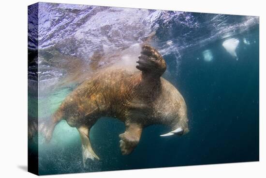 Underwater Walrus, Hudson Bay, Nunavut, Canada-Paul Souders-Stretched Canvas