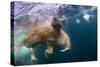 Underwater Walrus, Hudson Bay, Nunavut, Canada-Paul Souders-Stretched Canvas