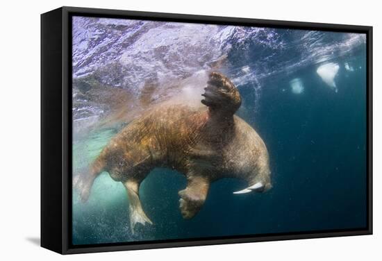 Underwater Walrus, Hudson Bay, Nunavut, Canada-Paul Souders-Framed Stretched Canvas