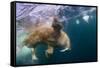 Underwater Walrus, Hudson Bay, Nunavut, Canada-Paul Souders-Framed Stretched Canvas