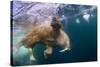 Underwater Walrus, Hudson Bay, Nunavut, Canada-Paul Souders-Stretched Canvas