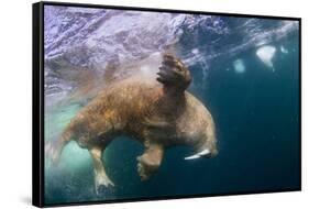 Underwater Walrus, Hudson Bay, Nunavut, Canada-Paul Souders-Framed Stretched Canvas