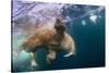 Underwater Walrus, Hudson Bay, Nunavut, Canada-Paul Souders-Stretched Canvas