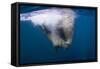 Underwater Walrus, Hudson Bay, Nunavut, Canada-Paul Souders-Framed Stretched Canvas