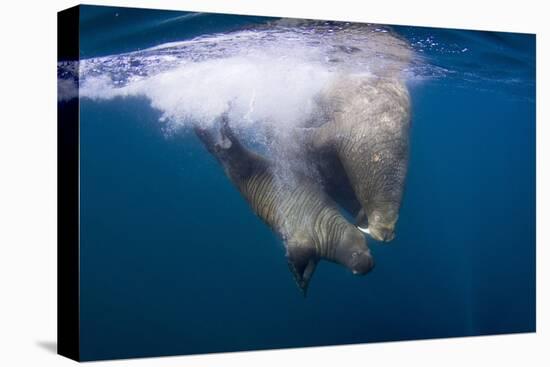 Underwater Walrus, Hudson Bay, Nunavut, Canada-Paul Souders-Stretched Canvas