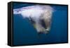 Underwater Walrus, Hudson Bay, Nunavut, Canada-Paul Souders-Framed Stretched Canvas