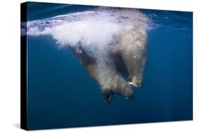 Underwater Walrus, Hudson Bay, Nunavut, Canada-Paul Souders-Stretched Canvas