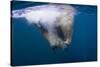 Underwater Walrus, Hudson Bay, Nunavut, Canada-Paul Souders-Stretched Canvas