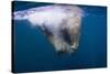 Underwater Walrus, Hudson Bay, Nunavut, Canada-Paul Souders-Stretched Canvas