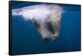 Underwater Walrus, Hudson Bay, Nunavut, Canada-Paul Souders-Framed Stretched Canvas