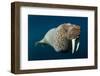 Underwater Walrus, Hudson Bay, Nunavut, Canada-Paul Souders-Framed Premium Photographic Print