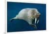 Underwater Walrus, Hudson Bay, Nunavut, Canada-Paul Souders-Framed Photographic Print