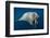 Underwater Walrus, Hudson Bay, Nunavut, Canada-Paul Souders-Framed Photographic Print