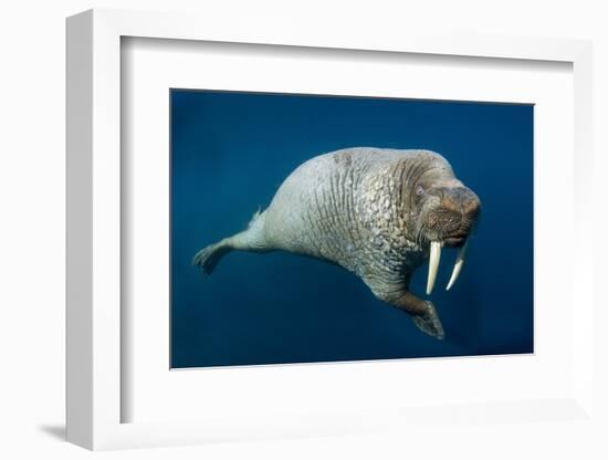 Underwater Walrus, Hudson Bay, Nunavut, Canada-Paul Souders-Framed Photographic Print