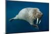 Underwater Walrus, Hudson Bay, Nunavut, Canada-Paul Souders-Mounted Photographic Print