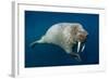 Underwater Walrus, Hudson Bay, Nunavut, Canada-Paul Souders-Framed Photographic Print