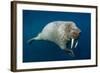 Underwater Walrus, Hudson Bay, Nunavut, Canada-Paul Souders-Framed Photographic Print