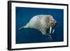 Underwater Walrus, Hudson Bay, Nunavut, Canada-Paul Souders-Framed Photographic Print