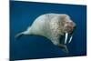 Underwater Walrus, Hudson Bay, Nunavut, Canada-Paul Souders-Mounted Photographic Print