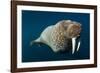 Underwater Walrus, Hudson Bay, Nunavut, Canada-Paul Souders-Framed Photographic Print