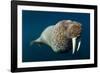 Underwater Walrus, Hudson Bay, Nunavut, Canada-Paul Souders-Framed Photographic Print