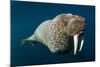 Underwater Walrus, Hudson Bay, Nunavut, Canada-Paul Souders-Mounted Photographic Print