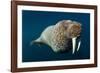 Underwater Walrus, Hudson Bay, Nunavut, Canada-Paul Souders-Framed Photographic Print