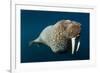 Underwater Walrus, Hudson Bay, Nunavut, Canada-Paul Souders-Framed Photographic Print