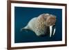 Underwater Walrus, Hudson Bay, Nunavut, Canada-Paul Souders-Framed Photographic Print