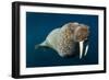 Underwater Walrus, Hudson Bay, Nunavut, Canada-Paul Souders-Framed Photographic Print