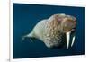 Underwater Walrus, Hudson Bay, Nunavut, Canada-Paul Souders-Framed Photographic Print