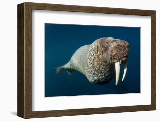 Underwater Walrus, Hudson Bay, Nunavut, Canada-Paul Souders-Framed Photographic Print