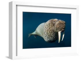 Underwater Walrus, Hudson Bay, Nunavut, Canada-Paul Souders-Framed Photographic Print