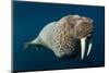 Underwater Walrus, Hudson Bay, Nunavut, Canada-Paul Souders-Mounted Photographic Print