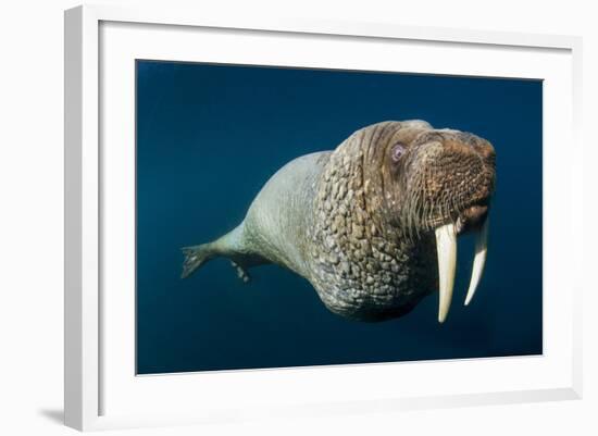 Underwater Walrus, Hudson Bay, Nunavut, Canada-Paul Souders-Framed Photographic Print